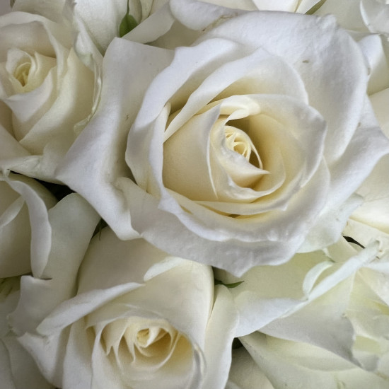 Цветы в коробке Белые розы в шляпной коробке M