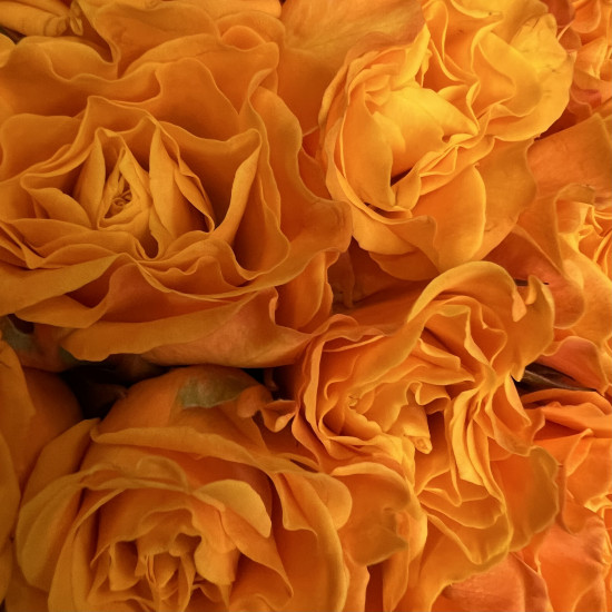 Букеты из роз Оранжевые розы в шляпной коробке S